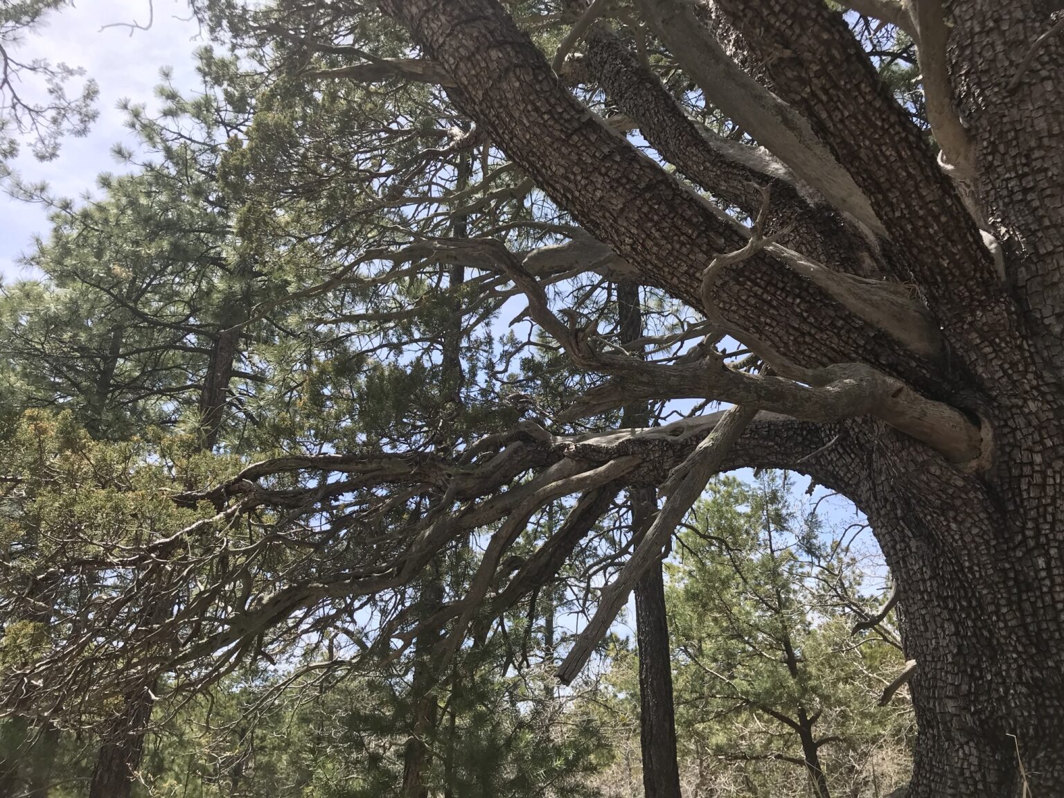 The heavy limbs of an old juniper spread against pines and open sky.
