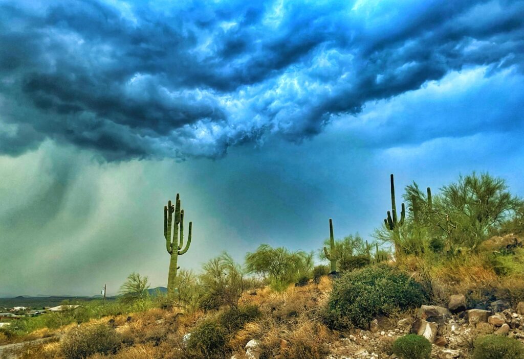 A dark storm building over a stand of saguaro on open desert ground.